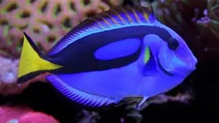 Facts: The Blue Tang (Palette Surgeonfish)