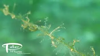 boxing skeleton shrimp underwater