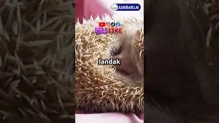 Fakta unik landak