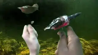 Bird Trip and Adaptations