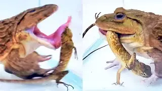 Bullfrog Catches Tree Lizard! Mr Frog Live Feeding