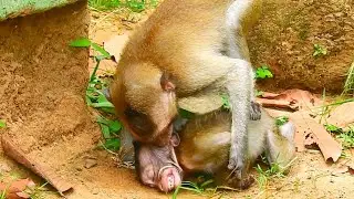 [CRYING RONNIES] SO PITY ABANDOND BABY MONKEY HUNGRY & HURT @NewsBabyMonkey