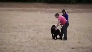 Carlin's first Coarsing Ability Test