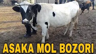 ANDIJON ASAKA OZBEKUSTON MOL BOZORI NARXLARI  АНДИЖОН АСАКА УЗБЕКИСТАН МОЛ БОЗОРИ НАРХЛАРИ