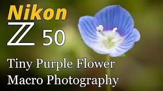 Nikon Z50 • Tiny Purple Flower Macro Photography