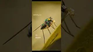 Exposing the extraordinary in the ordinary📱#shahgee47  #wildlife  #photography #macro #macrophoto