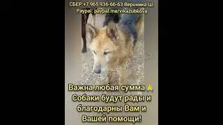 Помогите ВЫВЕЗТИ Собак из отлова.не набираем! СБОР НА ВЫВОЗ. Но есть НОВЫЙ ОТКЛИК на  собак.