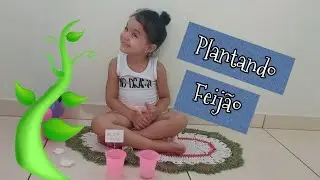 COMO PLANTAR FEIJÃO NO ALGODÃO | Maria Luiza