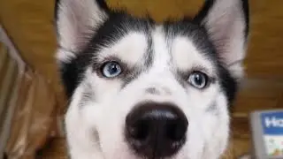Siberian Husky daily kakulitan
