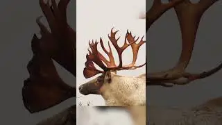 Giant Caribou Archery Hunt 