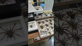 Обзор столов Arachnoforbes на рептилиуме 2024 года.  #tarantula #spider