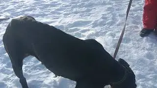 Кане корсо Бэль (Шерри) из освенцима. Анорексия