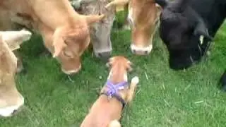 BOXER PUPPY GREETED BY HERD OF COWS ON WALK! AMAZING TO SEE
