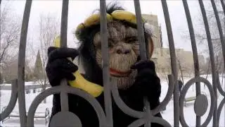 обезьянка 0