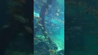 над водний мир и падводний