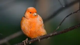 طائرك الكناري لايغرد إليك الحل #كناري