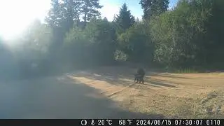 Bear family