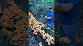 Chicken of the Woods! 🐓😱 A meat substitute! The best mushroom for vegetarians!