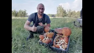 ОБАЛДЕТЬ!ПОДОСИНОВИКИ НА КАЖДОМ ШАГУ! Грибы в августе 2023