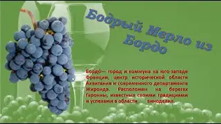 Мерло виноград(технический сорт)