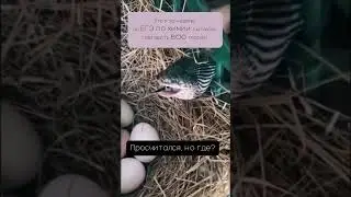 А вы уже начали повторение? 
