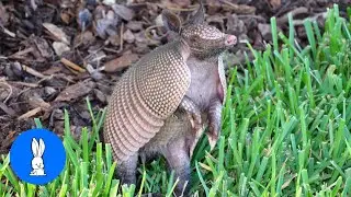 Cute ARMADILLO compilation - NEW 2019