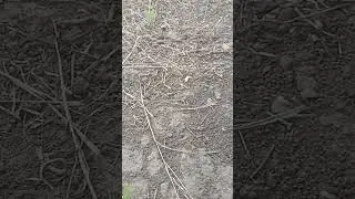 муравьи в панике уносят яйца
