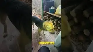Ставте лайк Лорду ❤️