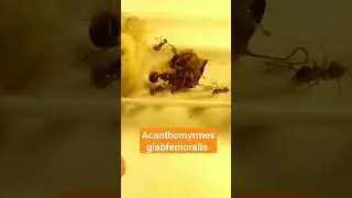 Муравьи-гномы едят в пробирке таракана 