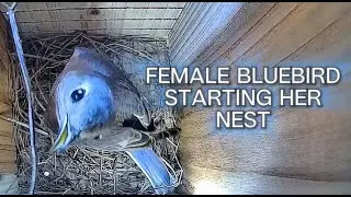 Beautiful Bluebird Works Hard To Build Her New Nest