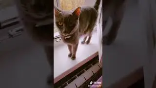 Писюн