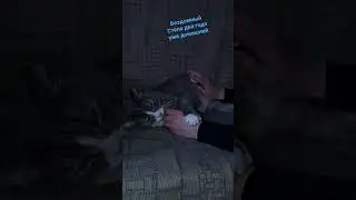Бывший бездомный кот Стёпа два года домашний.Кот на диване#виделивидео #бездомныйкот #котнадиване