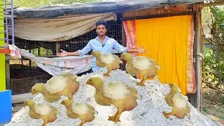 বালিতে পোল্ট্রি মুরগি চাষের সুবিধা ও অসুবিধা।।কাঠের গুড়া থেকে কম খরচে।।