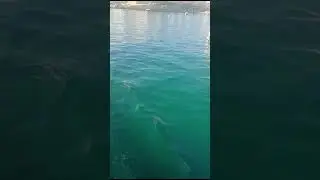 Laguna Malta #shorts