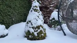 Первый день зимы в садовом центре