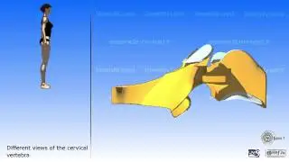 The cervical column and the mobility of the cervical region