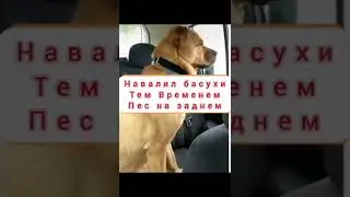 Когда навалил Басухи, и тем временем пес на заднем седении😂Автозвук🔊🎶💨