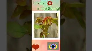 Spring spring so cute,I like it!