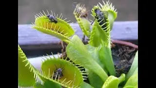 Отпугивание насекомых #Insectrepellent Полезные растения #Healthyplants