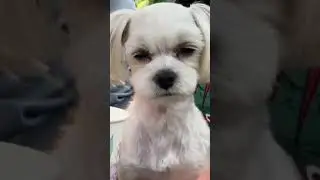 Amazing DOGS.  Funny dogs.  Part 25 🐕😸🔥