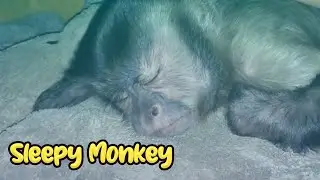 Ever Seen A Monkey Sleep? [ TOO CUTE 🥺]
