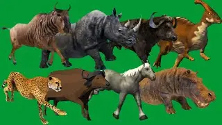 Animals Stampede Race Running Green Screen Blue Screen Black Screen HD Green Screen Video