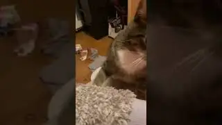 Mega Raubkatze greift an 😂