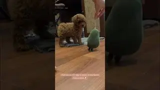 Щенок той пуделя, Боня - хищница!!!