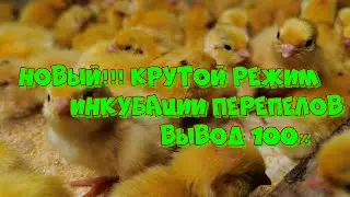 Новый крутой способ инкубации перепелов! БЕЗ ВОДЫ... Вывод 100%