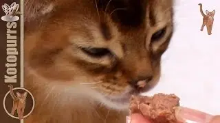 Cute little kitten eating and purring / Котенок урчит во время еды [kotopurrs]