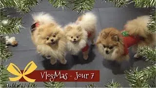 ✮ VLOGMAS ! JOUR 7 : UN VRAI LIT POUR KIRA ?!🎄┆Spitz nain