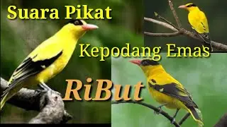 Suara Pikat Burung Kepodang Emas /// Ampuh