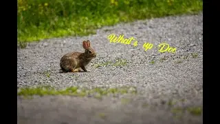 What's up Doc?