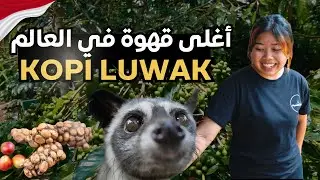 تجربة أغلى قهوة في العالم KUPI LUAK - زيارة مزرعة القهوة في اندونيسيا